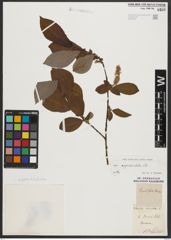 Foto von Salix appendiculata Vill.